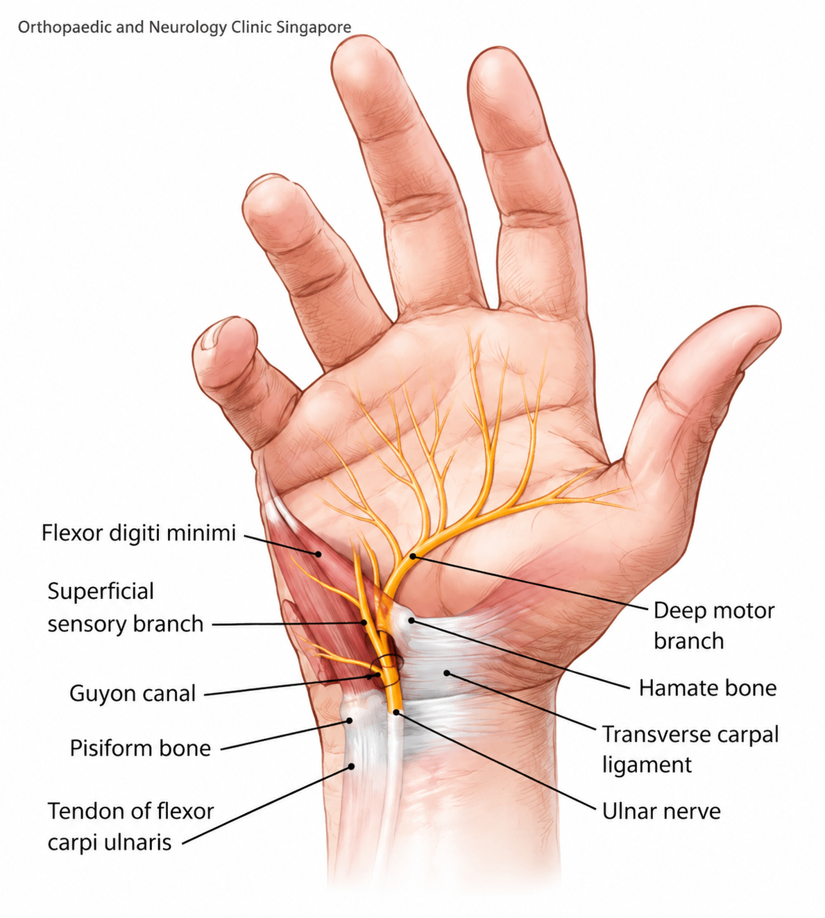 Wrist Joint Anatomy