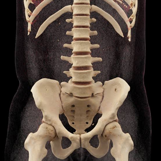 Sacralisation and Lumbarisation Overview